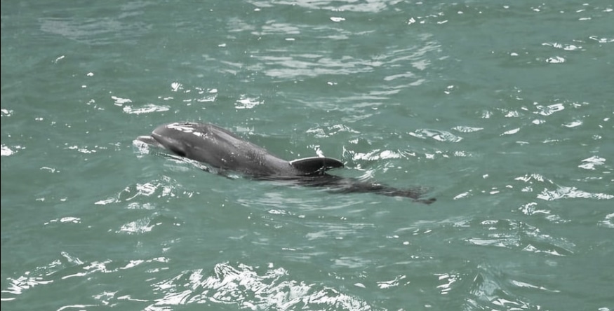 A murit Baby, puiul de delfin de la Delfinariul din Constanța