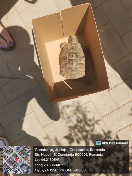 Țestoasă salvată de autorități