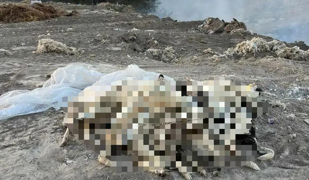 Pestă, la Sinoe. Sute de capre, sacrificate