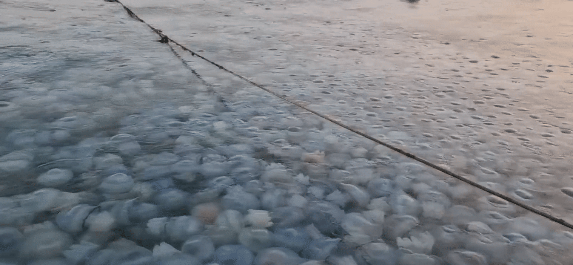 Meduze în loc de pește, în plasele pescarilor