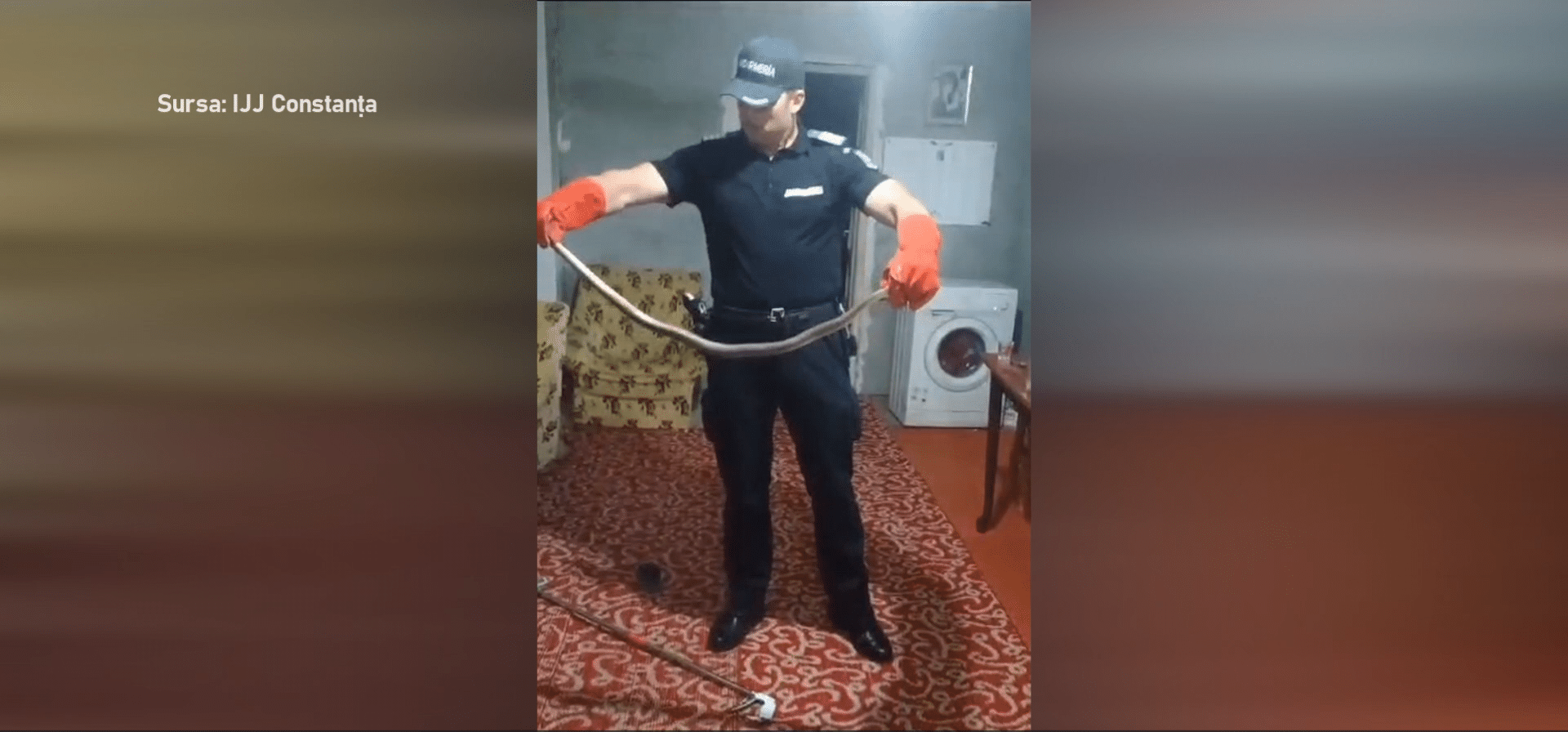 Șarpe de 2 metri într-o casă din Arsa