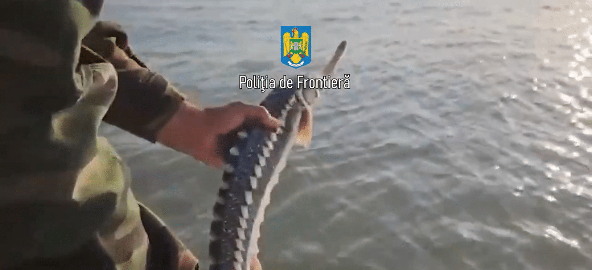 Trei persoane prinse de polițiștii de frontieră cu 28 de kilograme de sturion în mașină. Pește a fost redat în mediul natural