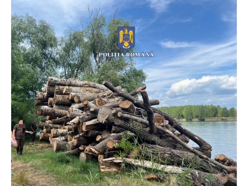 Dosar penal pentru un bărbat din Mangalia care a furat lemne dintr-o pădure