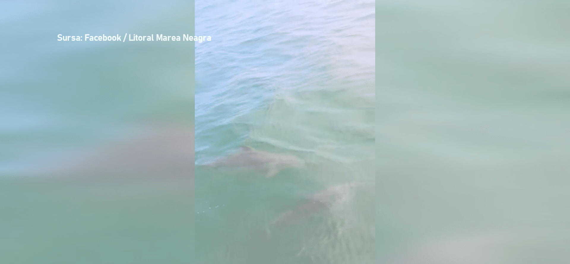 Spectacol cu delfini în largul mării