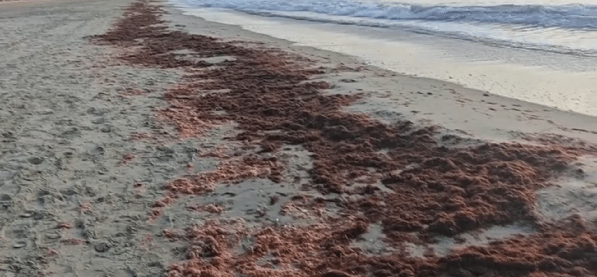 Algele brune au invadat plajele