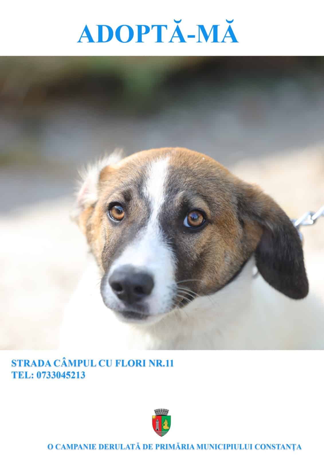Constanța: Continuă campania „Adoptă un cățel”