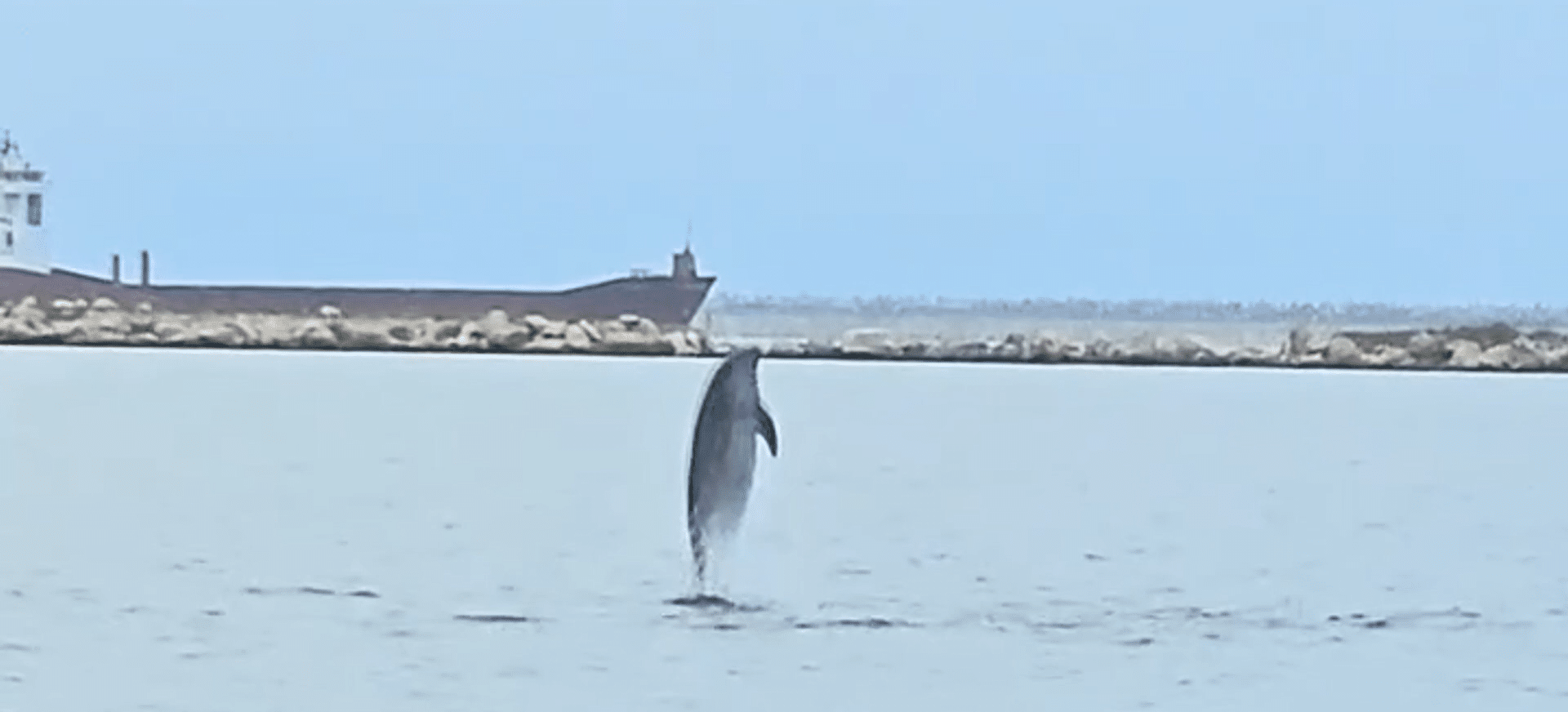 Portul Tomis, scenă pentru delfini