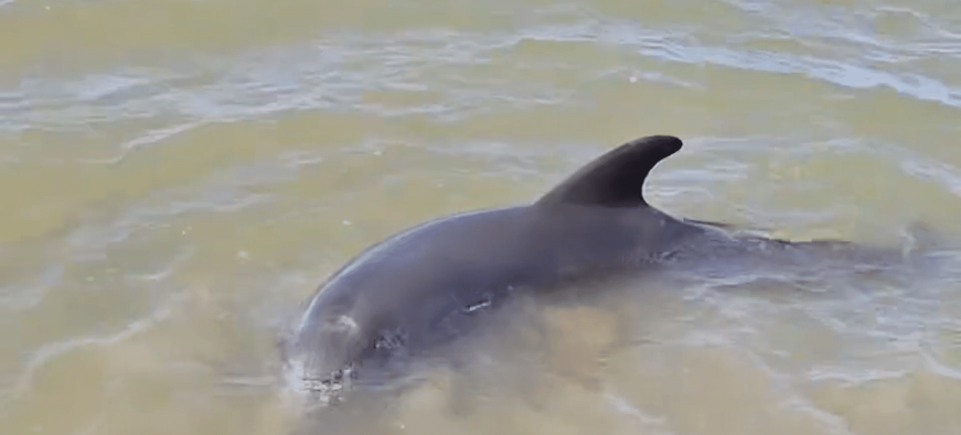 Delfin salvat de un pescar în Deltă