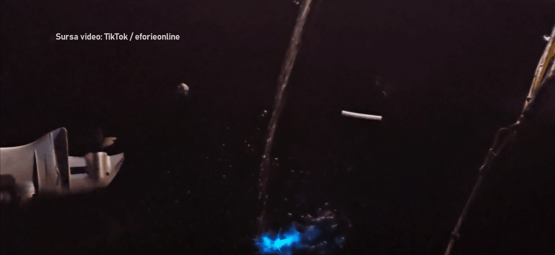Algele brune devin fluorescente noaptea