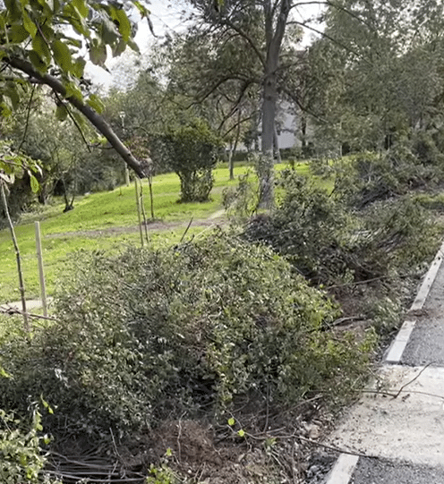 Primăria Constanța: Încep plantările pe str. Suceava