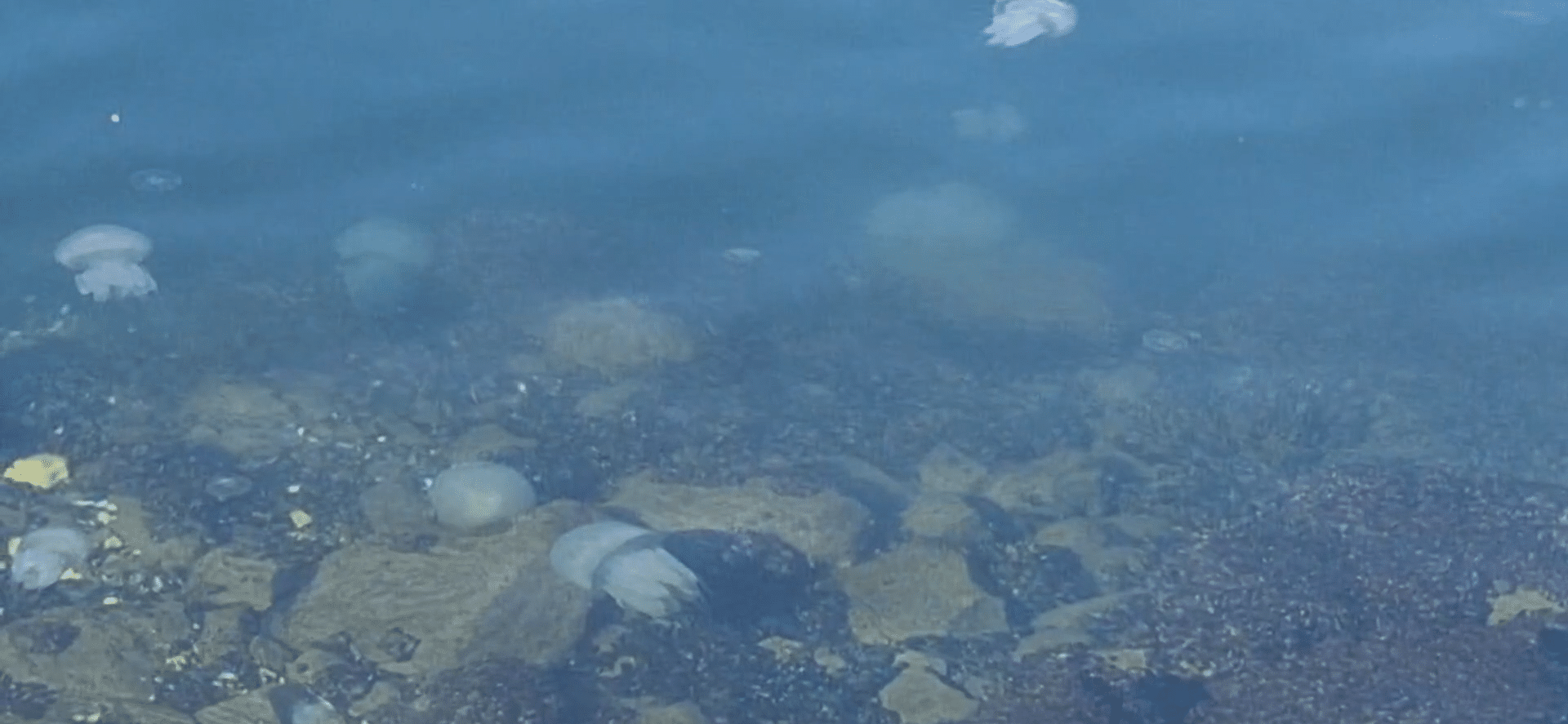 O mare de meduze