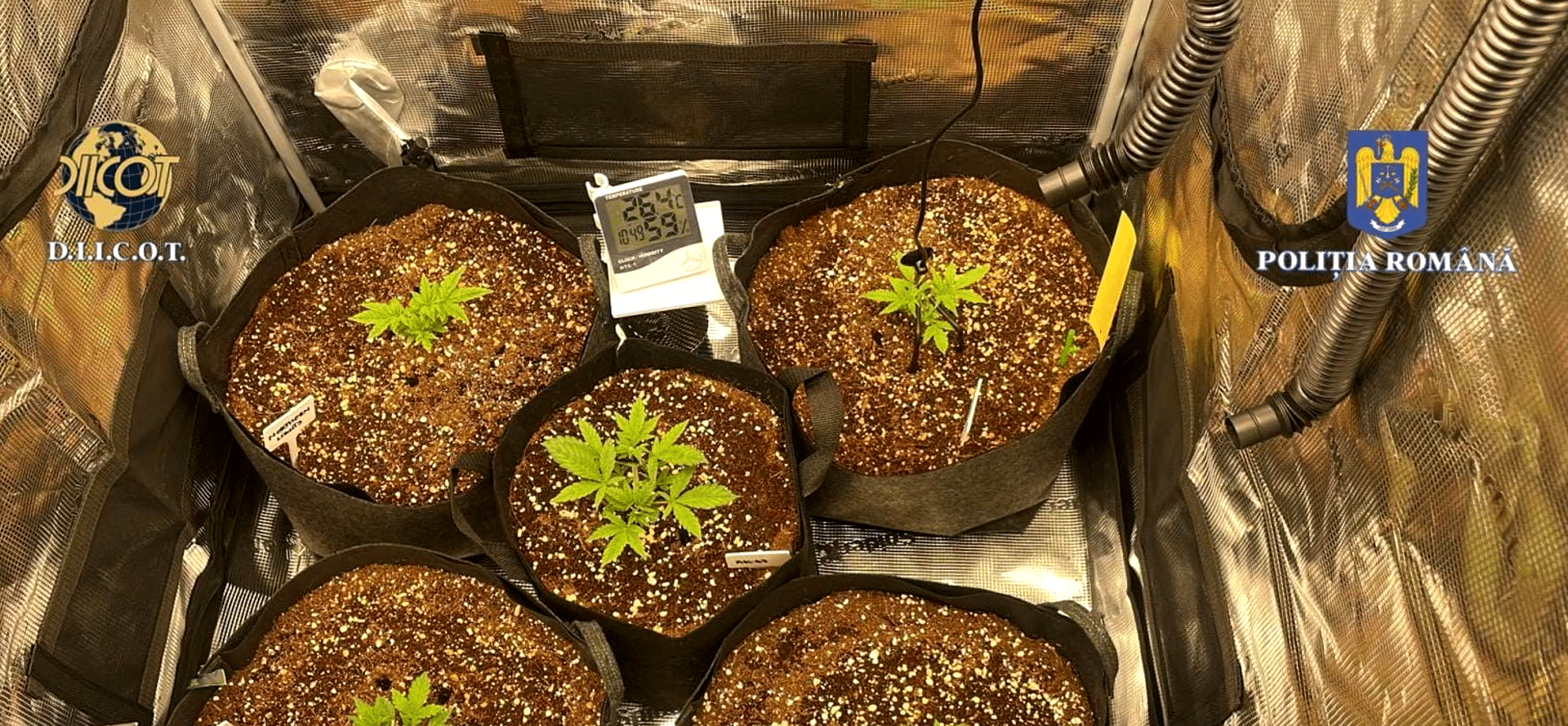 Laborator de cannabis la Constanța