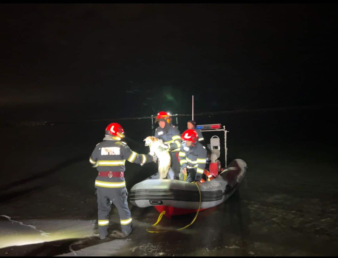 Cățel salvat de la înec de pompieri
