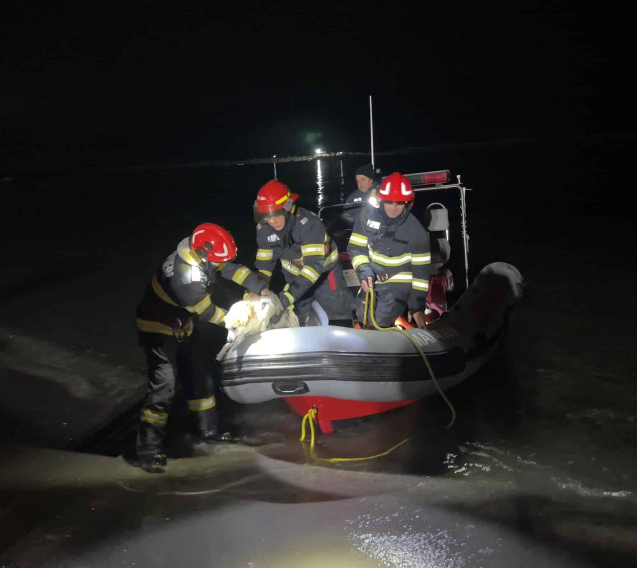 Salvare dramatică a unui câine din mare, în Constanța