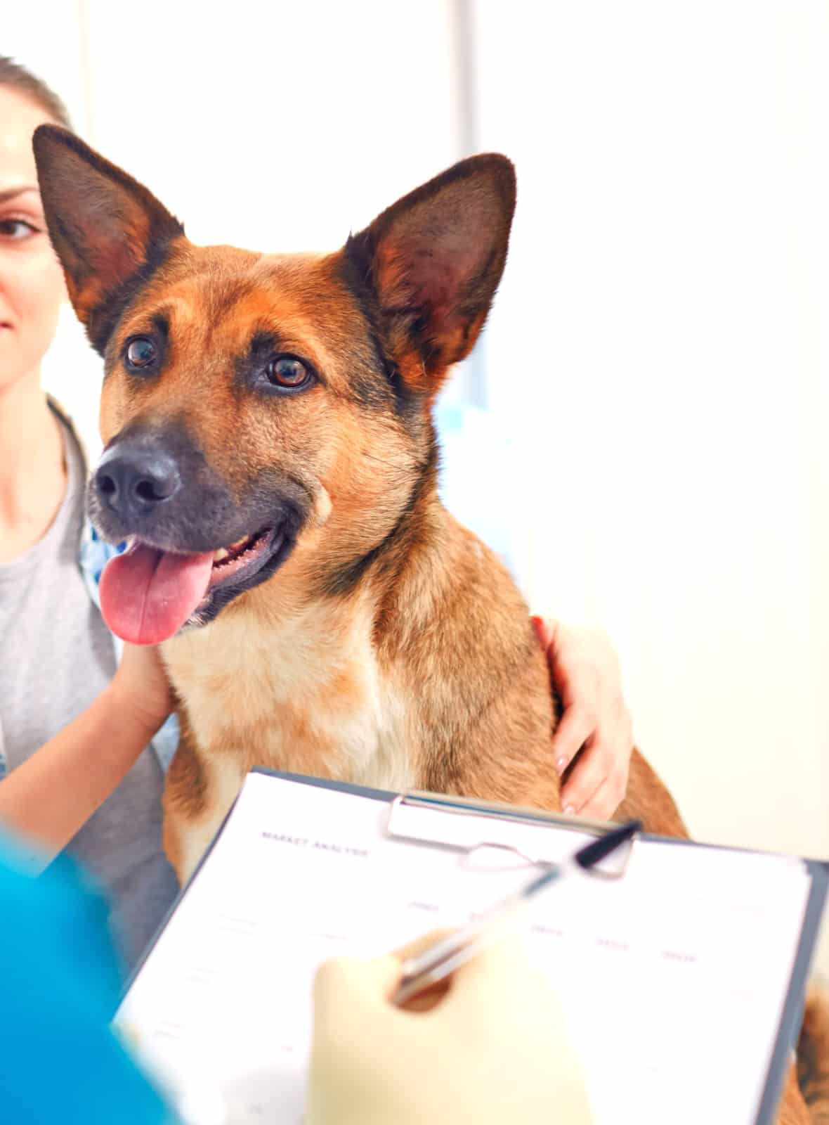 Adopția câinilor este gratuită. Ce documente trebuie să pregătești