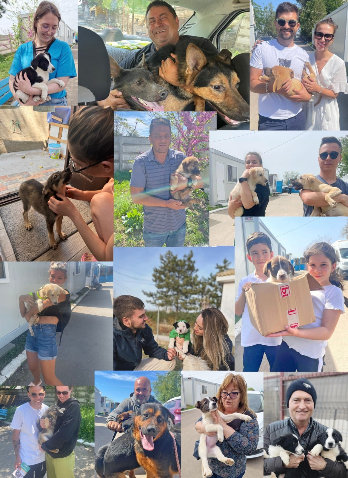239 de căței și-au găsit stăpânii în 2024, la Constanța. Iată ce trebuie să știi pentru a adopta un cățel