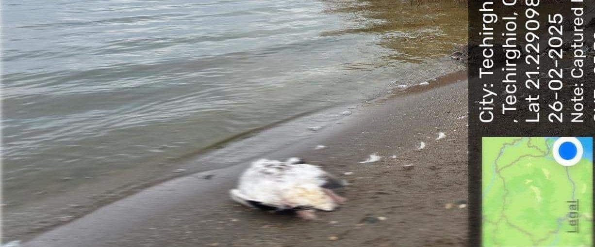 Alertă sanitară la Constanța! Două cazuri de gripă aviară confirmate pe lacul Techirghiol