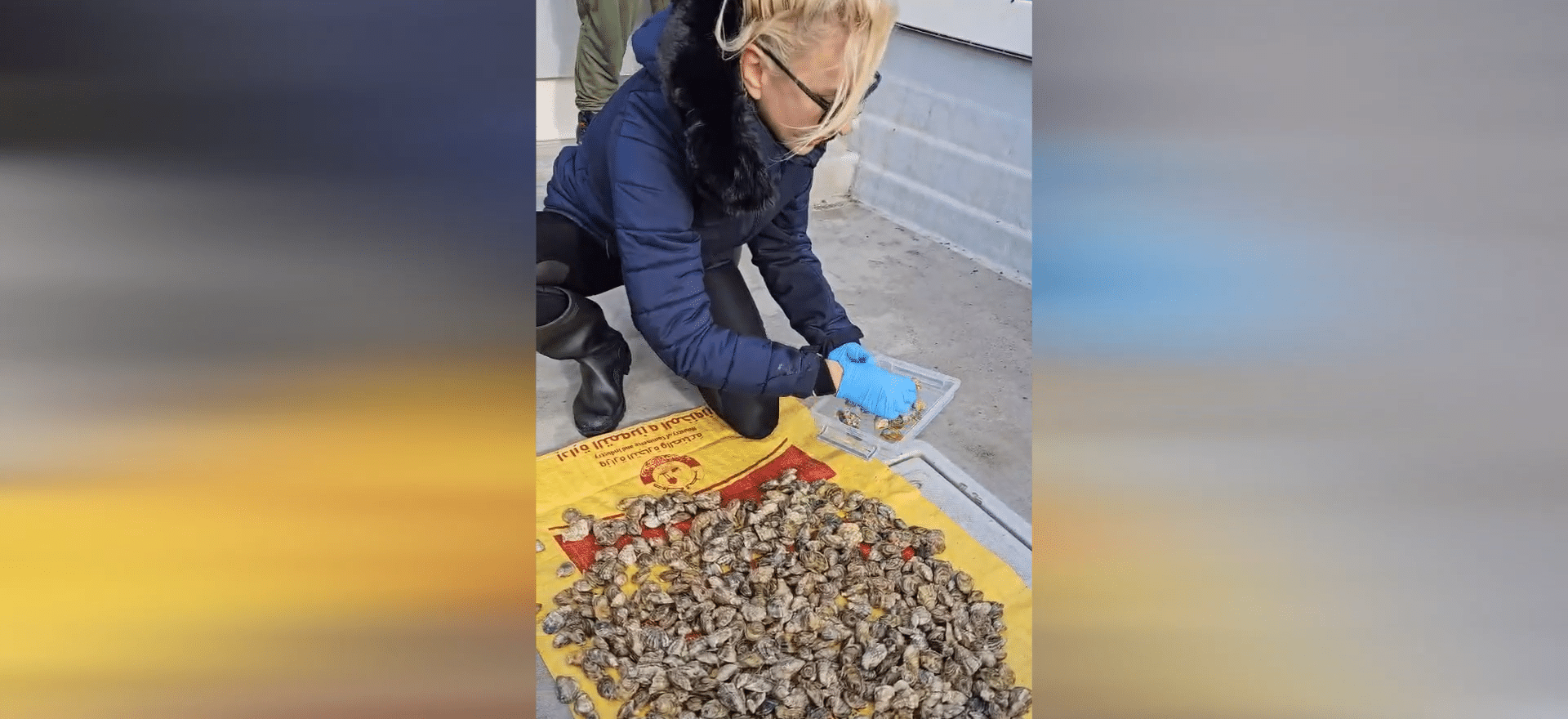Experiment reușit: Stridii de Marea Neagră