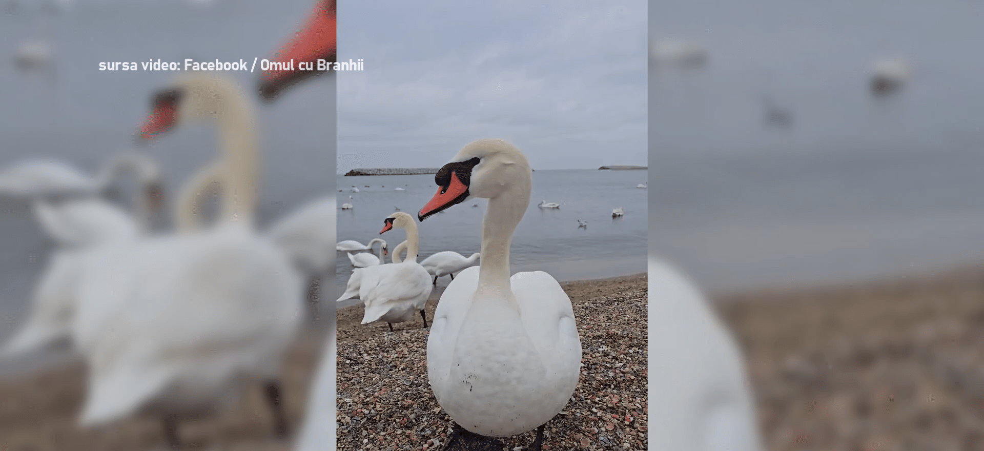 Zeci de lebede, pe plajă la Eforie