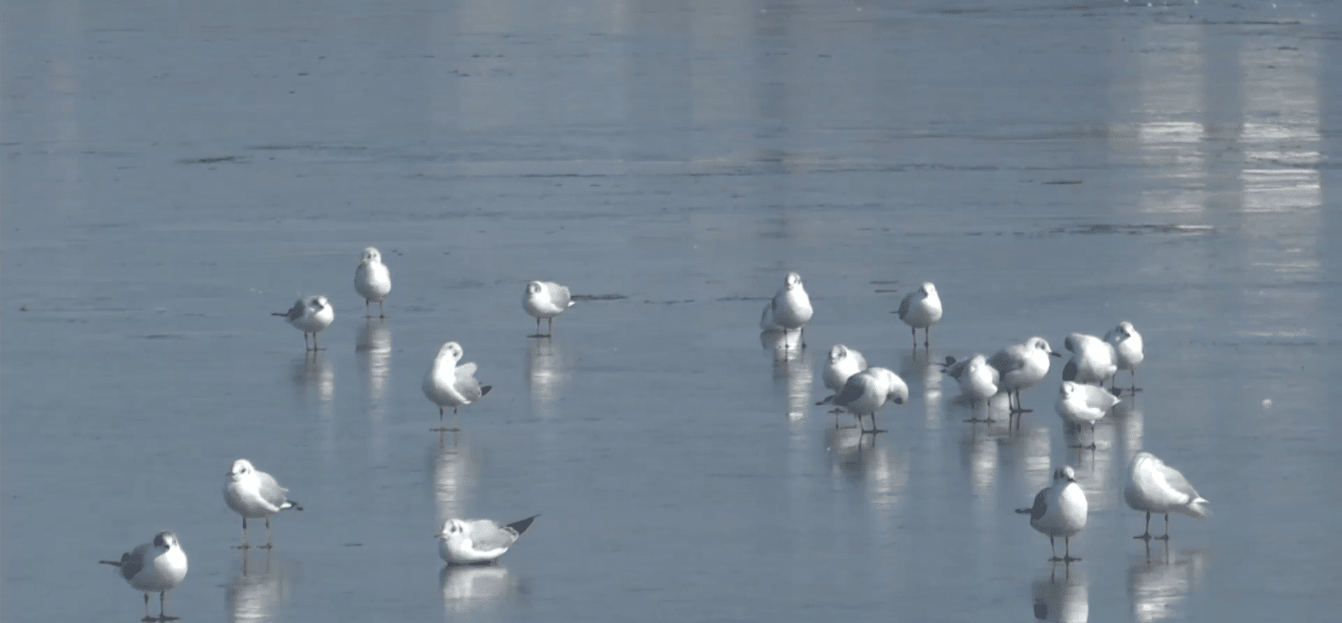 Lacuri înghețate. Păsări, în pericol