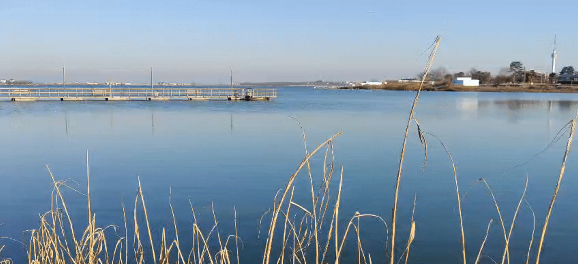 Călifari albi înghețați pe Lacul Techirghiol