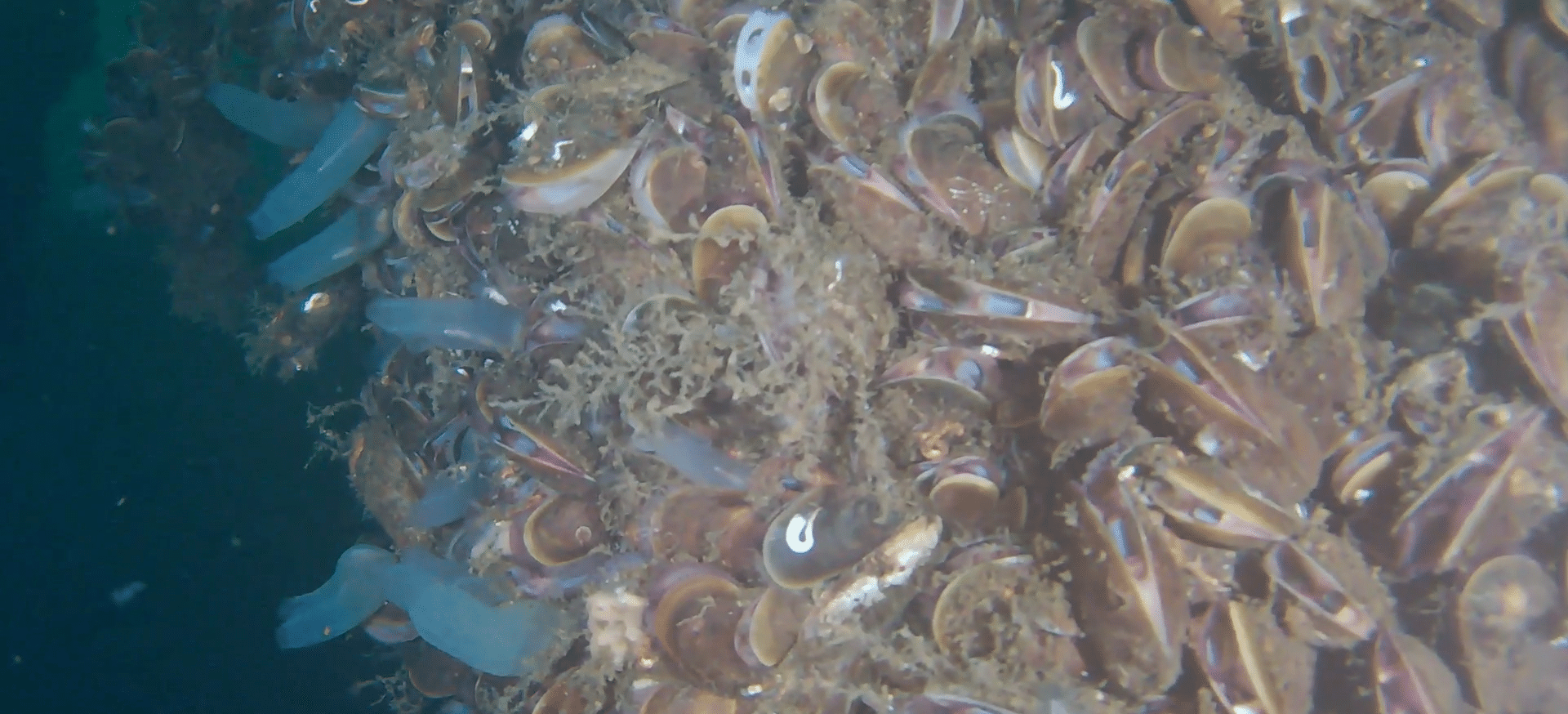 Platformele de foraj, un colț de paradis sub apă. Biologii cer protejarea lor