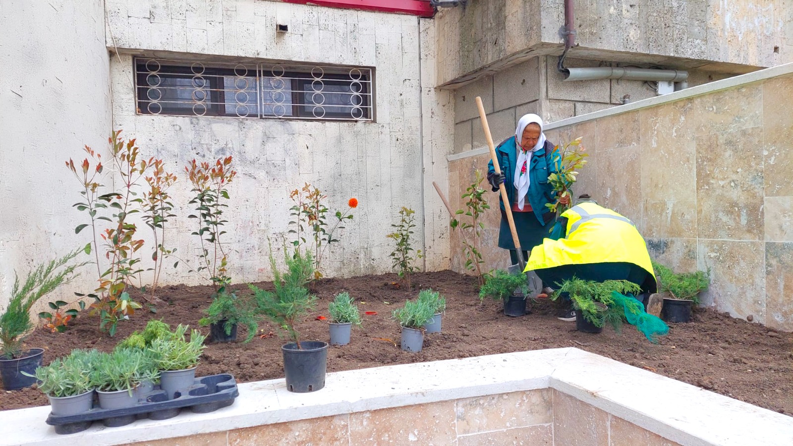Acțiuni de reamenajare a spațiilor publice de pe bulevardul Mamaia: Lavanda și alte plante, în jardiniere