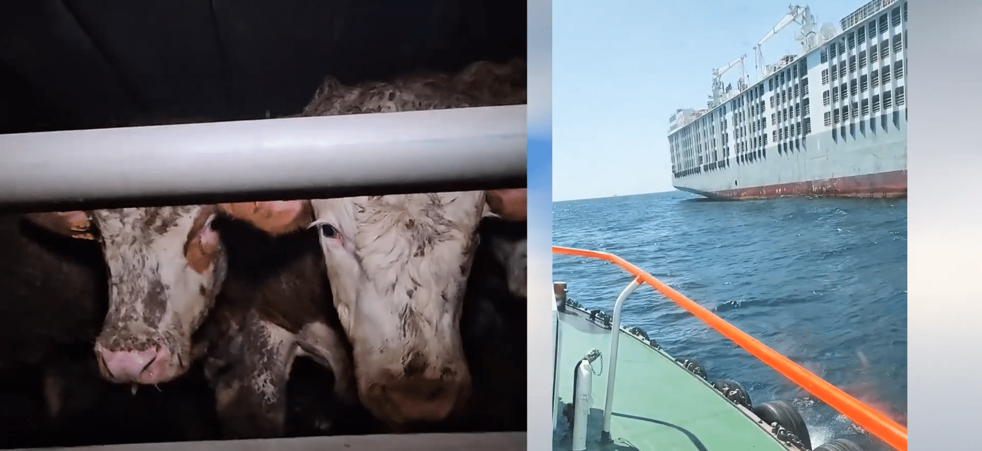 Vaporul Groazei: viței exportați din România suferă între Marea Neagră și Haifa