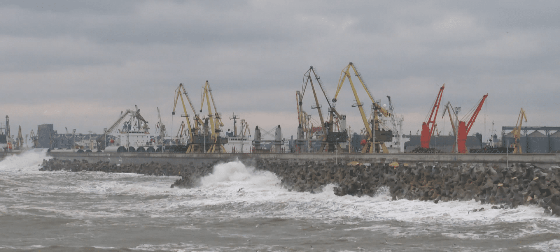 Cod galben de vânt în Dobrogea