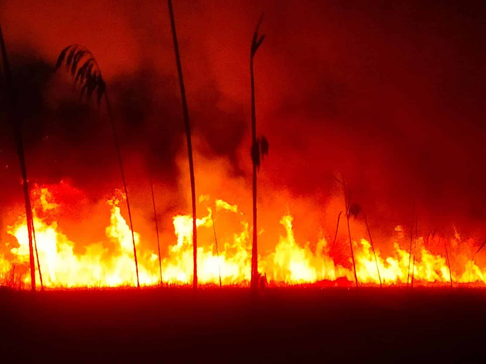 FOTO: Incendiu de vegetație în Delta Dunării, la Caraorman