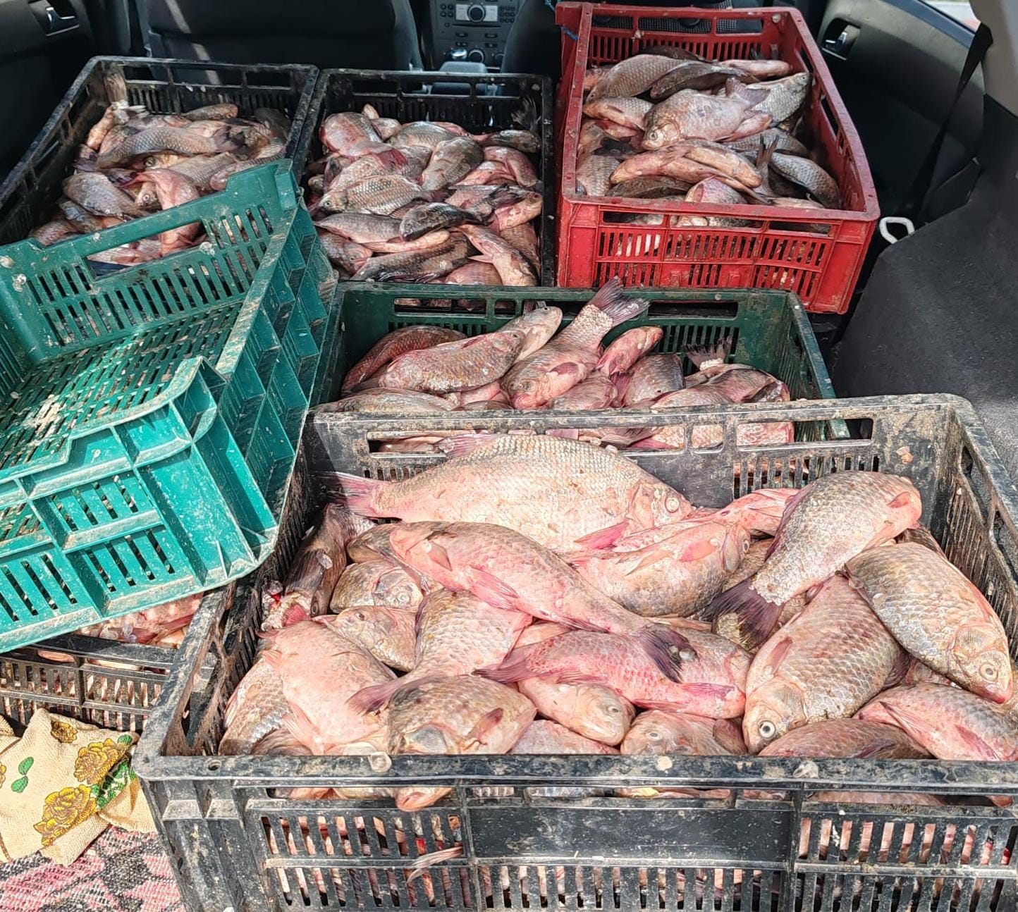 Transport ilegal de pește: Bărbat prins cu 110 kg de pește fără documente de proveniență