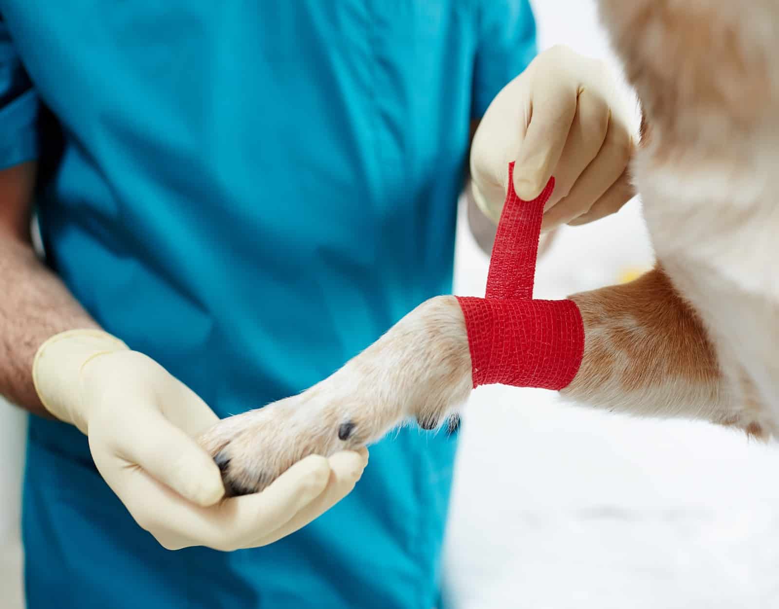 Microciparea și sterilizarea: soluții esențiale pentru gestionarea problemelor animalelor fără stăpân