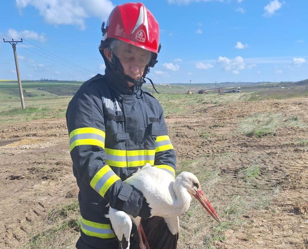 Când eroii nu salvează doar oameni: o barză rănită, ajutată de pompierii constănțeni