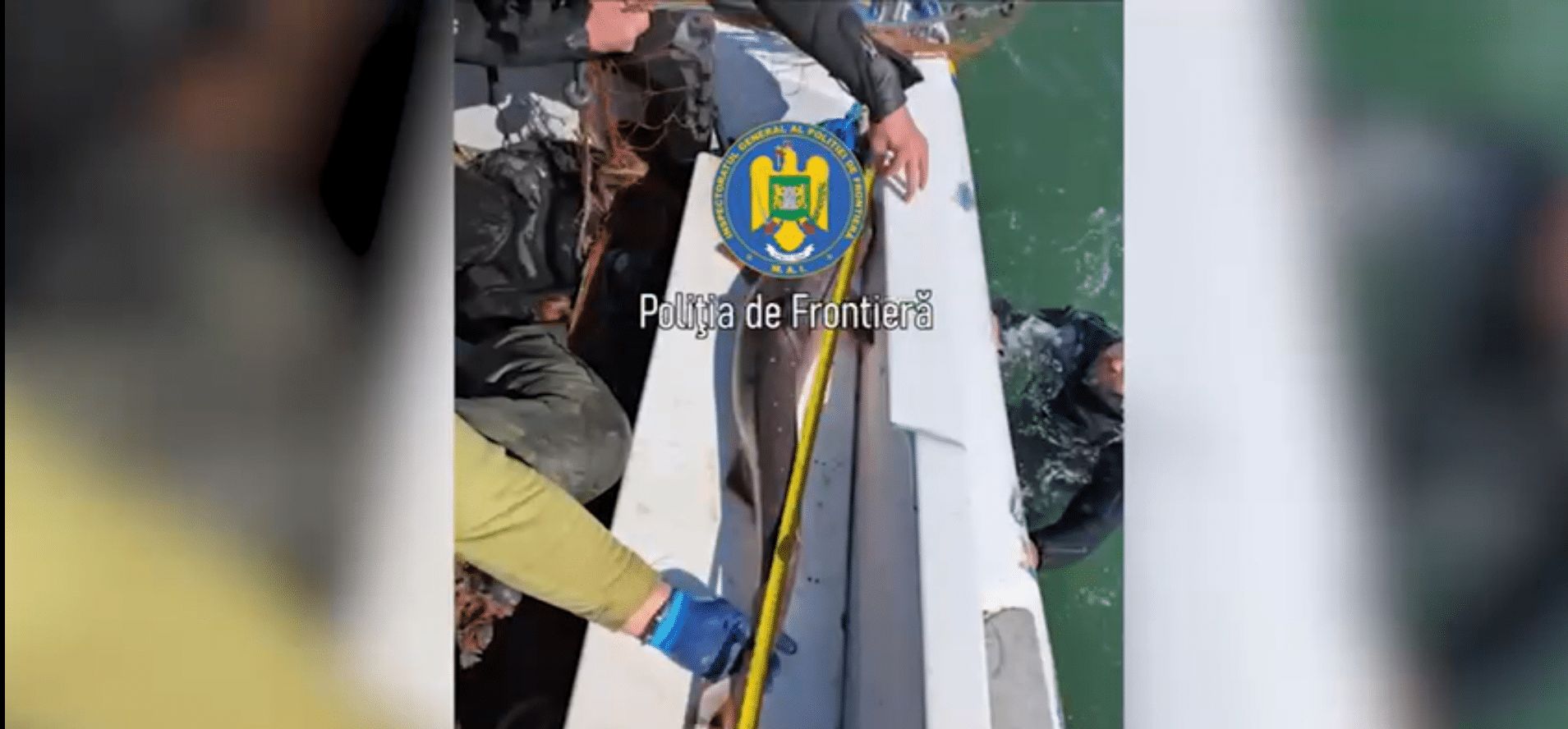 Captură impresionantă: Șapte sturioni și un rechin salvați din plase de pescuit interzise în Marea Neagră
