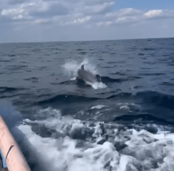 Delfinii fac show în largul mării, la Eforie