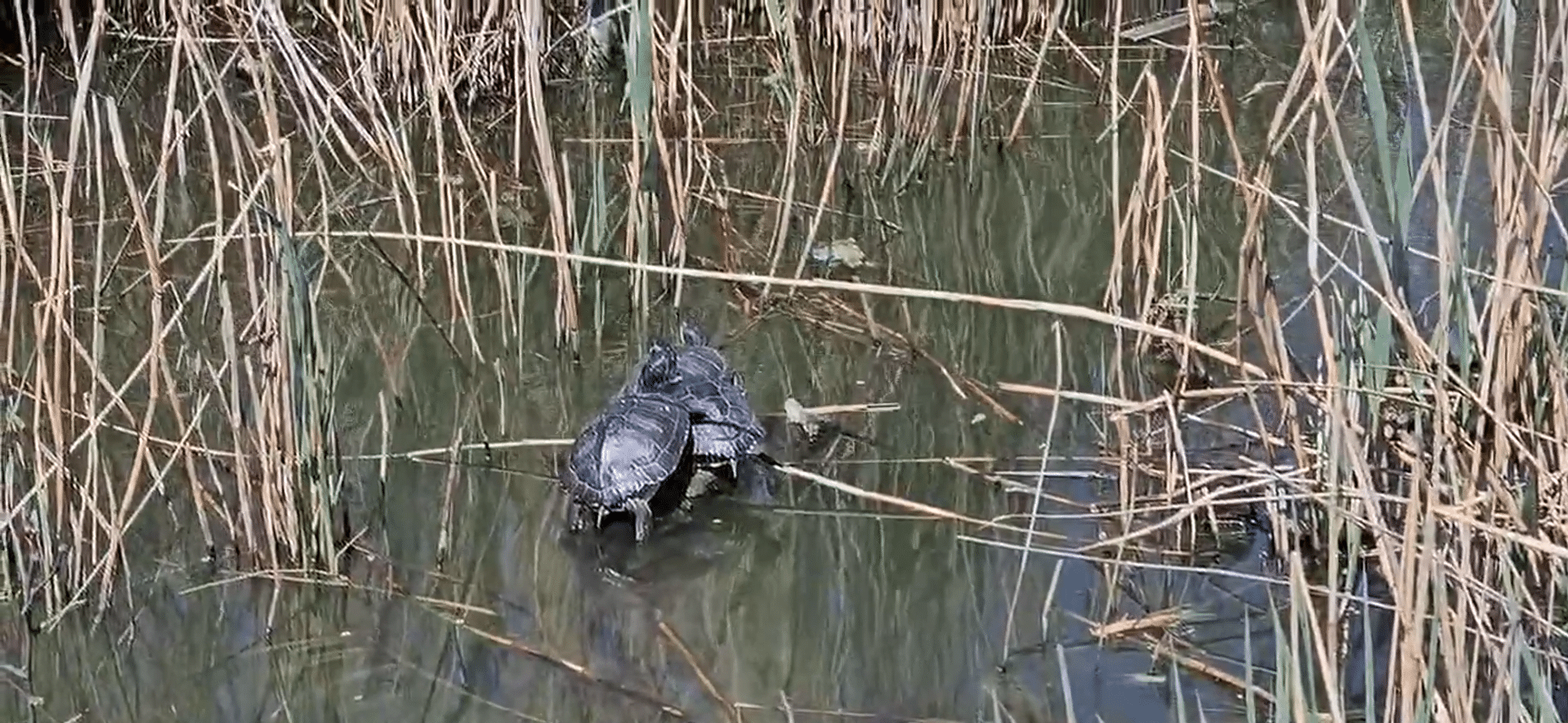 Țestoasele de Florida, din nou pe Lacul Tăbăcărie: apariție spectaculoasă, dar periculoasă pentru ecosistem