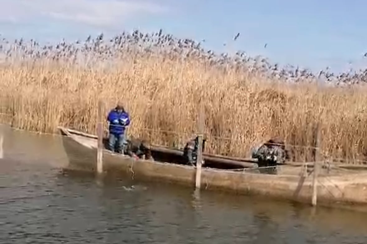 VIDEO: Final de campanie a lansării icrelor embrionate de șalău în Complexul lagunar Razim-Sinoe – 2025