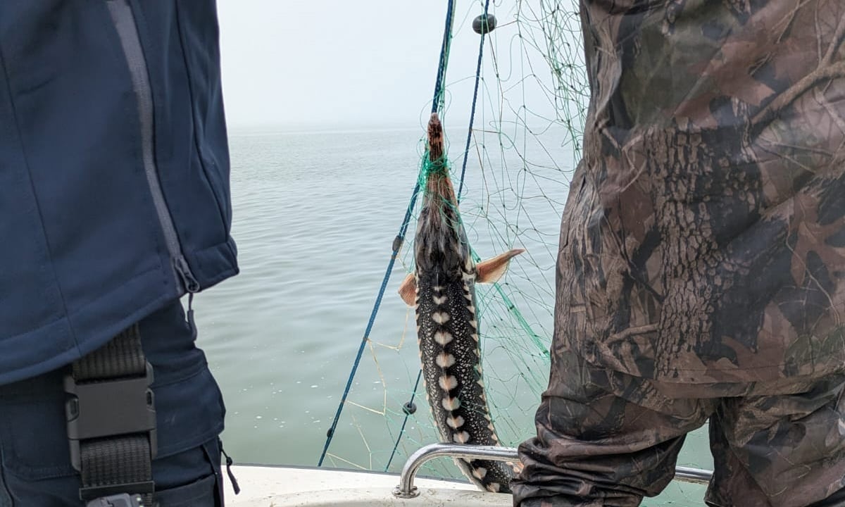 VIDEO: Pescuit ilegal în Marea Neagră: Polițiștii de frontieră au descoperit o cantitate impresionantă de pește și plase ilegale