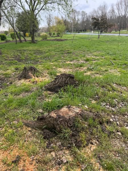 Trenulețul din Parcul Tăbăcărie revine… pe roți și pe asfalt. USR acuză: arbori tăiați, gard viu distrus și întrebări fără răspuns!