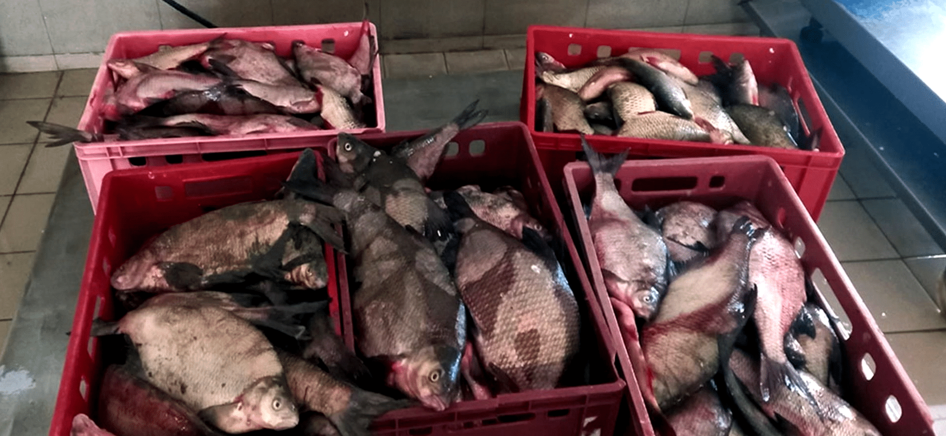 Trafic cu pește la Medgidia: 80 de kilograme vândute ilegal din portbagaj