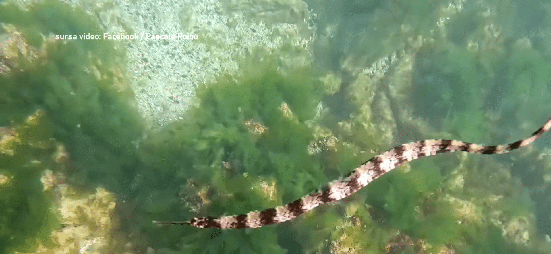 Descoperire rară în Marea Neagră: un nou „dragon de mare” filmat pe litoralul românesc