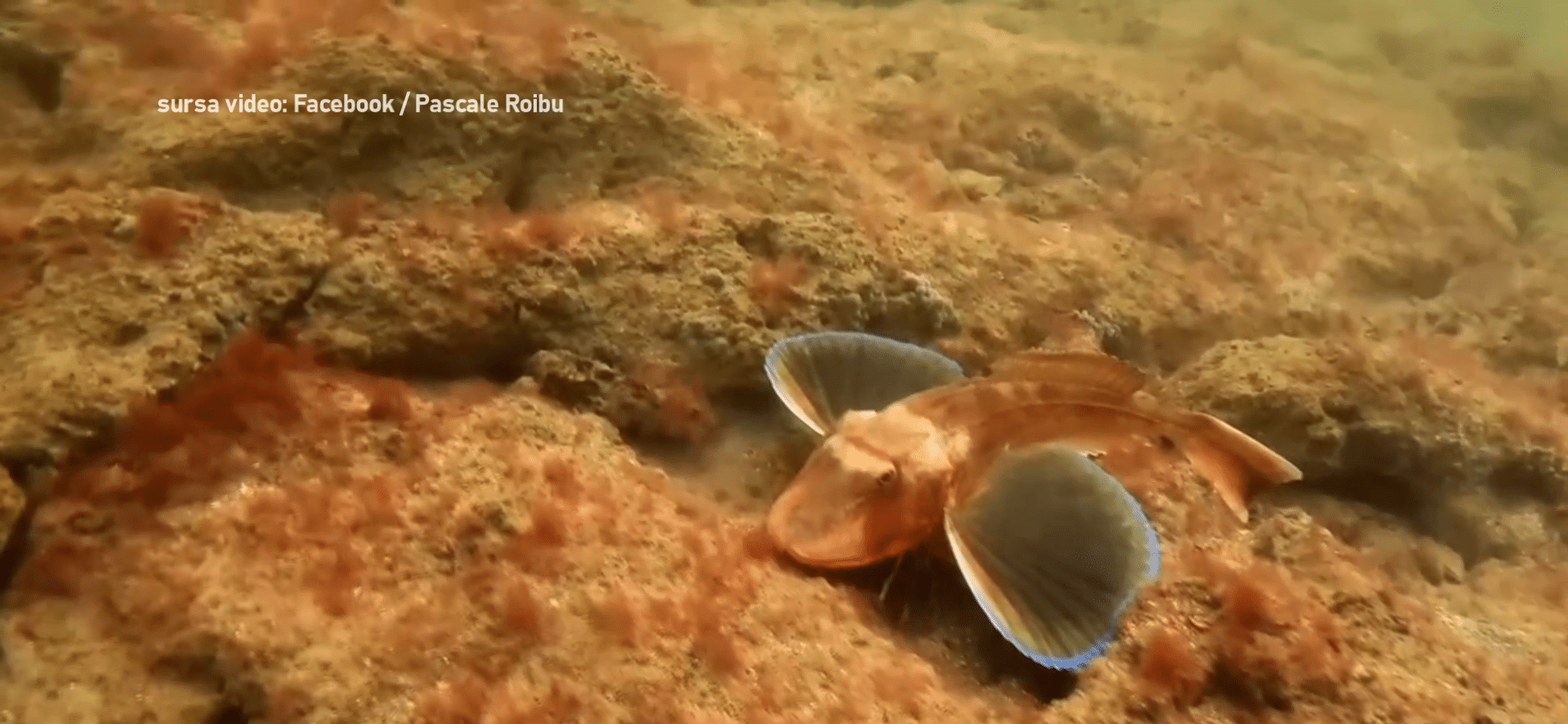 Imagini spectaculoase din Marea Neagră: o rândunică de mare surprinsă în adâncuri