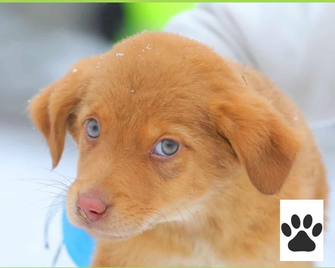 Campania „Adoptă un cățel” continuă la Constanța
