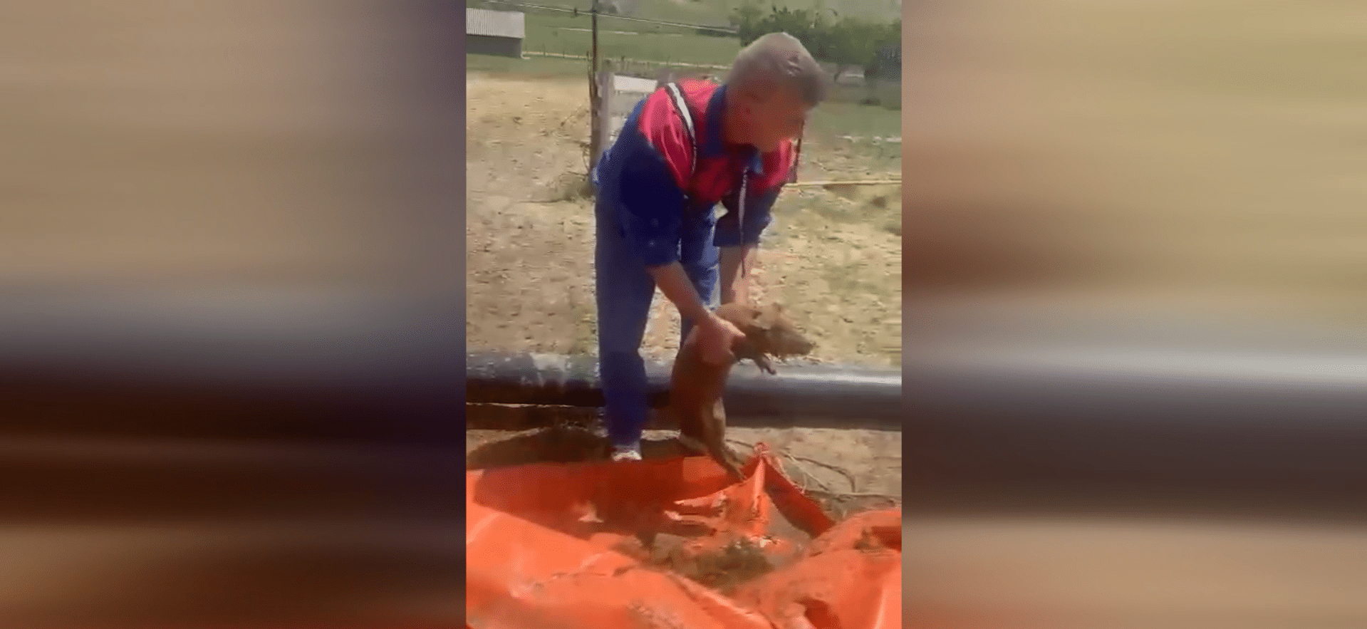 Misiune de salvare la Hârșova: trei purceluși, scoși dintr-o groapă de pompierii ISU Dobrogea