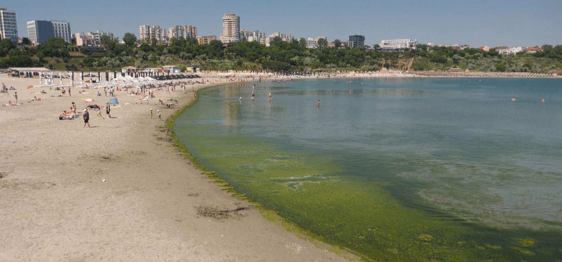 Algele verzi au acaparat plajele din Mamaia, Constanța și sudul litoralului
