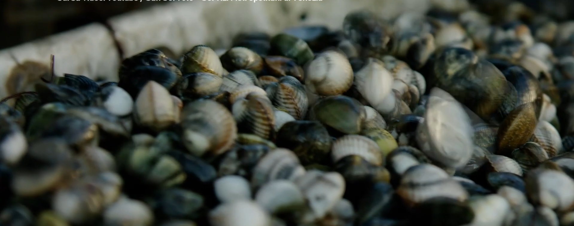 O specie de scoică din Italia, testată pentru crescătorie în Marea Neagră