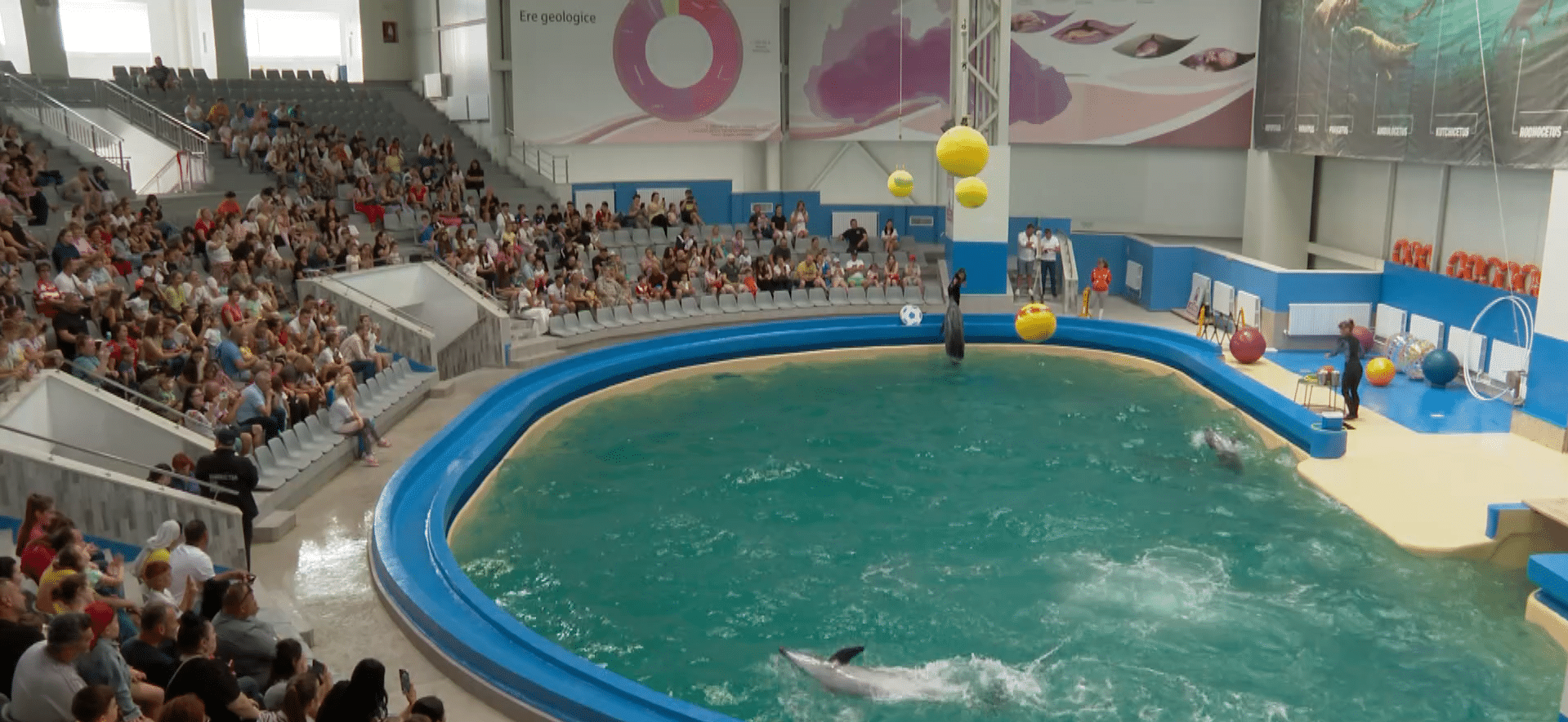 Delfinariul și-a redeschis porțile: Ni Ni și delfinii ucraineni încântă din nou publicul
