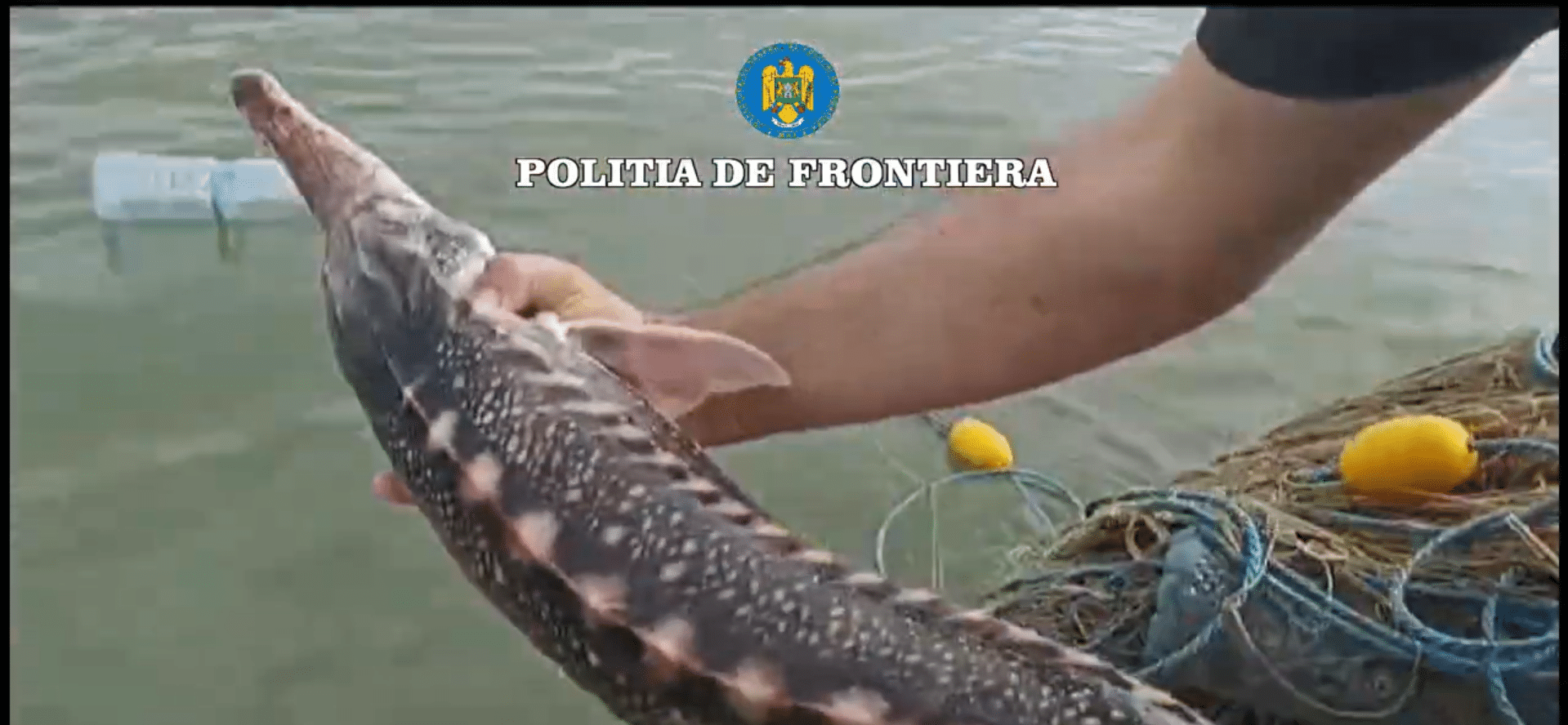 VIDEO: Patru exemplare de sturion redate mediului natural de către polițiștii de frontieră tulceni