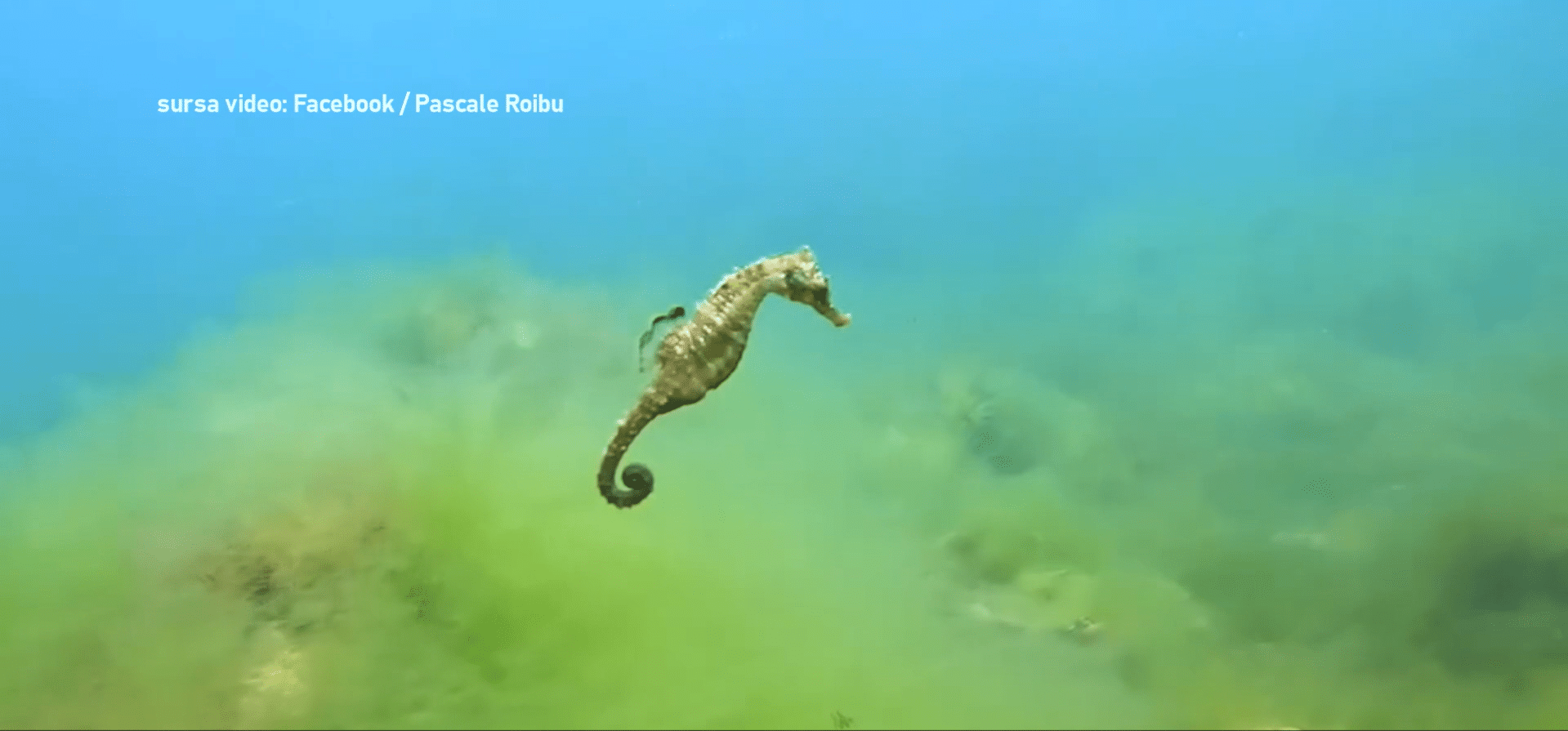 Spectacol în Marea Neagră: Căluți de mare filmați lângă Cazinoul din Constanța