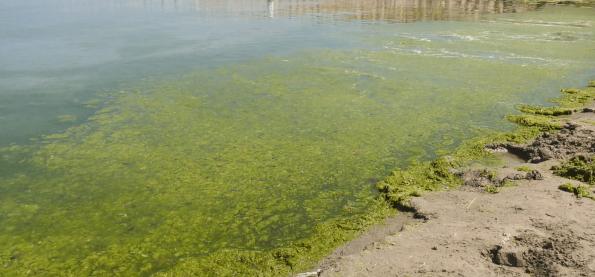Valuri de alge verzi în Mamaia: turiștii se plâng de disconfort la malul mării
